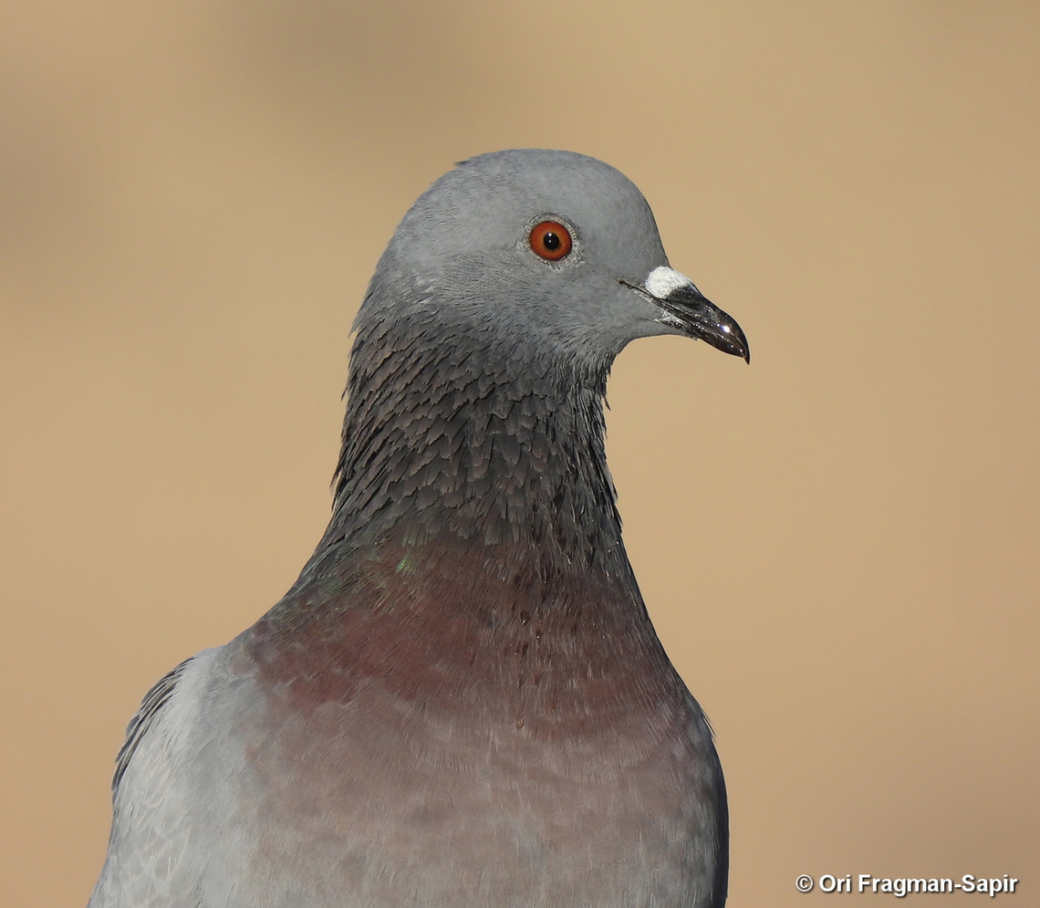 Columba livia S Israel, W Negev, Ezuz Columba livia,Geotagged,Israel,Rock dove,Spring