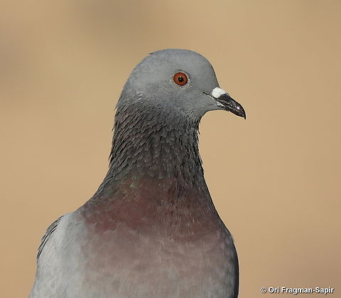 Columba livia S Israel, W Negev, Ezuz Columba livia,Geotagged,Israel,Rock dove,Spring