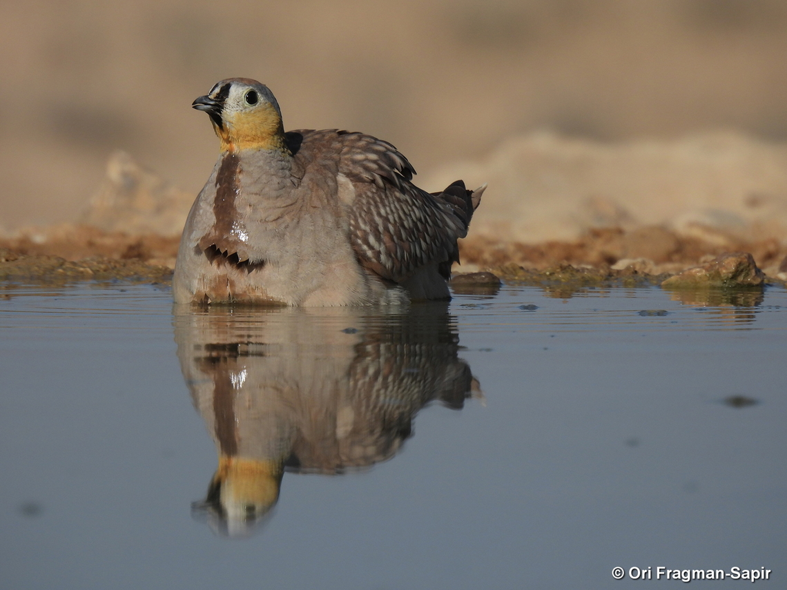 Pterocles coronatus S Israel, W Negev, Ezuz Crowned Sandgrouse,Geotagged,Israel,Pterocles coronatus,Spring
