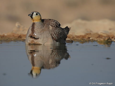 Pterocles coronatus S Israel, W Negev, Ezuz Crowned Sandgrouse,Geotagged,Israel,Pterocles coronatus,Spring