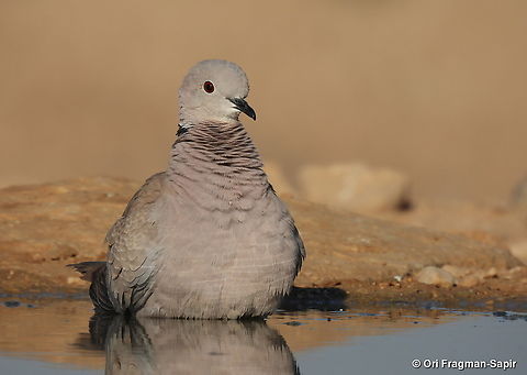 Streptopelia decaocto S Israel, W Negev, Ezuz Eurasian collared dove,Geotagged,Israel,Spring,Streptopelia decaocto