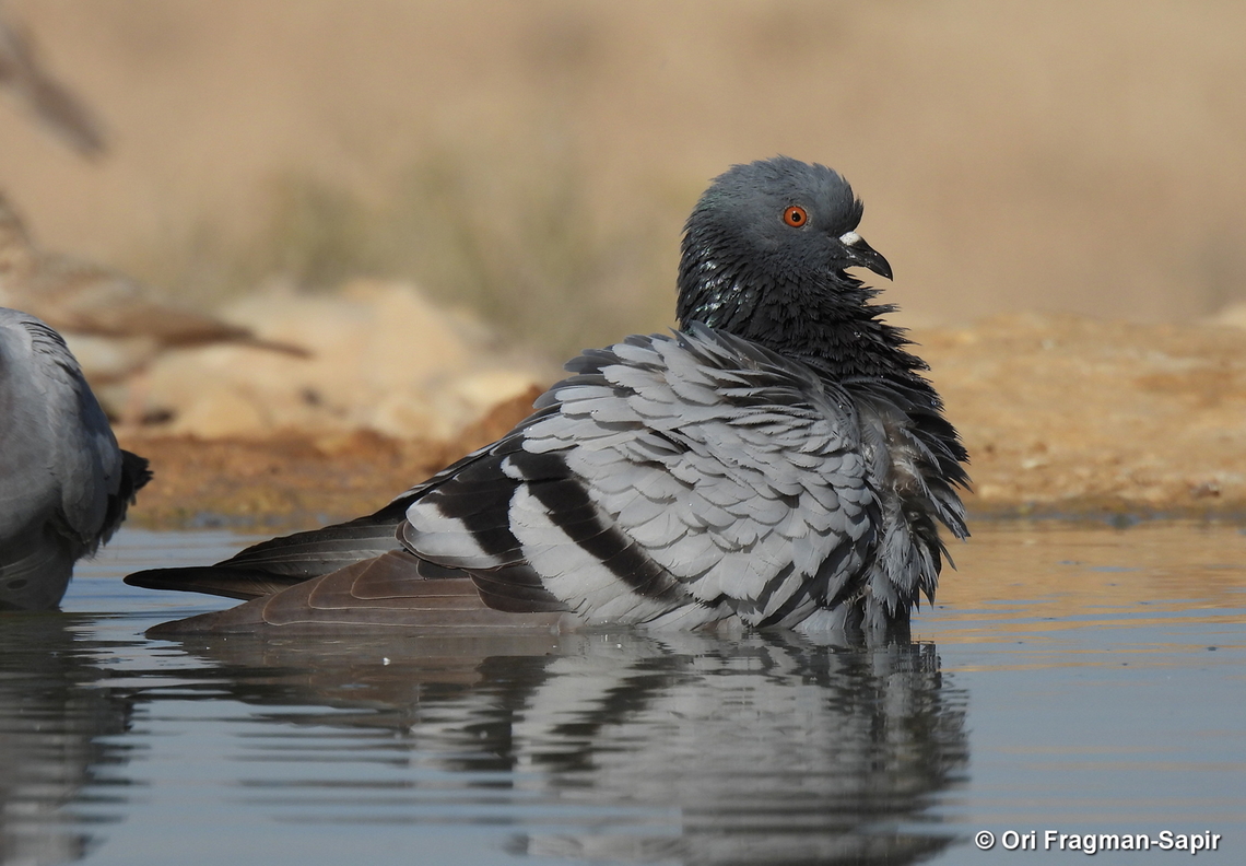 Columba livia S Israel, W Negev, Ezuz Columba livia,Geotagged,Israel,Rock dove,Spring