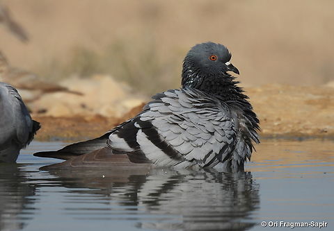 Columba livia S Israel, W Negev, Ezuz Columba livia,Geotagged,Israel,Rock dove,Spring