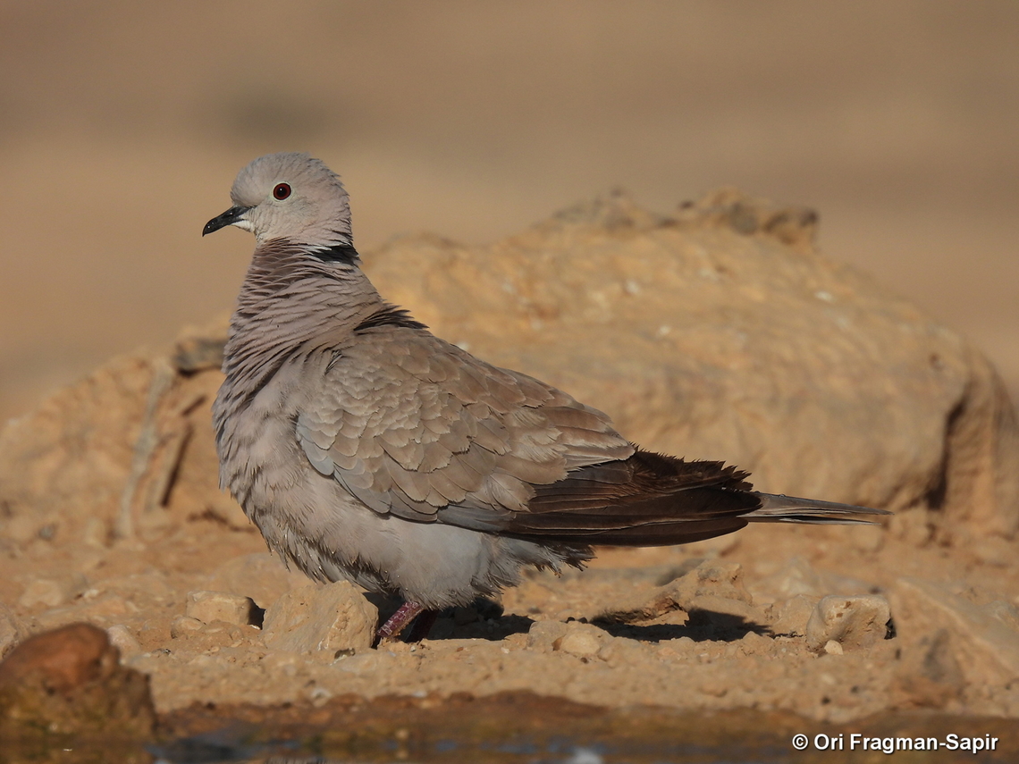 Streptopelia decaocto S Israel, W Negev, Ezuz Eurasian collared dove,Geotagged,Israel,Spring,Streptopelia decaocto