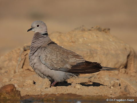 Streptopelia decaocto S Israel, W Negev, Ezuz Eurasian collared dove,Geotagged,Israel,Spring,Streptopelia decaocto