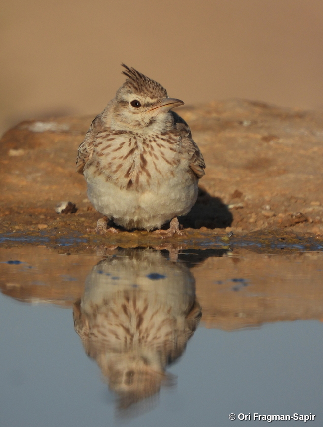 Galerida cristata S Israel, W Negev, Ezuz Crested Lark,Galerida cristata,Geotagged,Israel,Spring