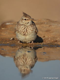 Galerida cristata S Israel, W Negev, Ezuz Crested Lark,Galerida cristata,Geotagged,Israel,Spring