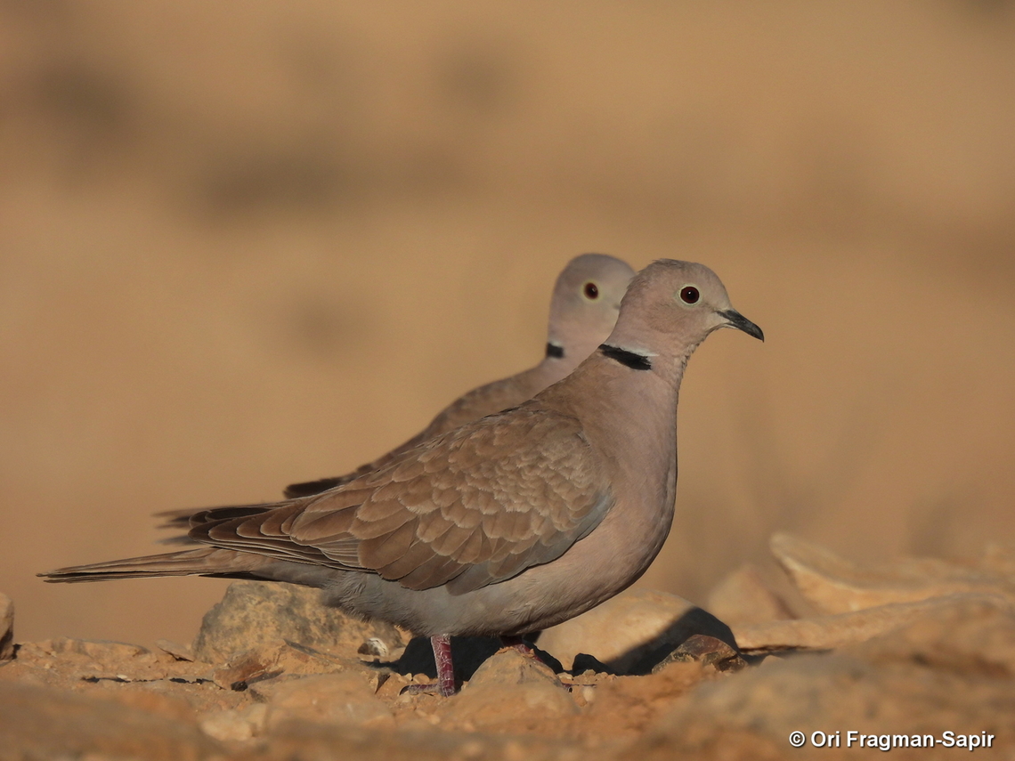 Streptopelia decaocto S Israel, W Negev, Ezuz Eurasian collared dove,Geotagged,Israel,Spring,Streptopelia decaocto