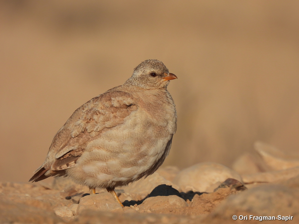 Ammoperdix heyi S Israel, W Negev, Ezuz Ammoperdix heyi,Geotagged,Israel,Sand partridge,Spring