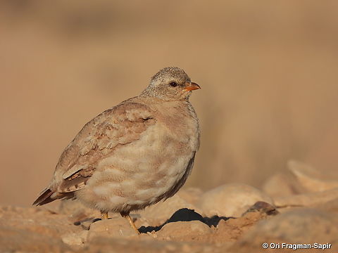 Ammoperdix heyi S Israel, W Negev, Ezuz Ammoperdix heyi,Geotagged,Israel,Sand partridge,Spring