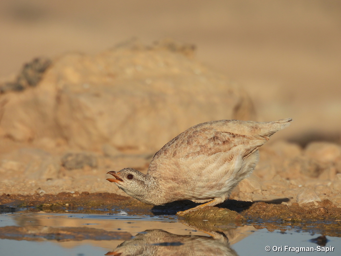 Ammoperdix heyi S Israel, W Negev, Ezuz Ammoperdix heyi,Geotagged,Israel,Sand partridge,Spring