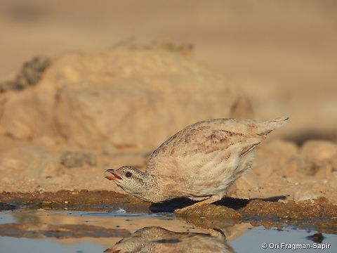 Ammoperdix heyi S Israel, W Negev, Ezuz Ammoperdix heyi,Geotagged,Israel,Sand partridge,Spring