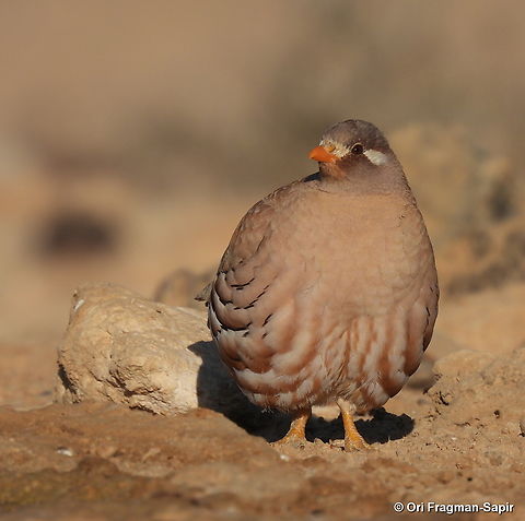 Ammoperdix heyi S Israel, W Negev, Ezuz Ammoperdix heyi,Geotagged,Israel,Sand partridge,Spring