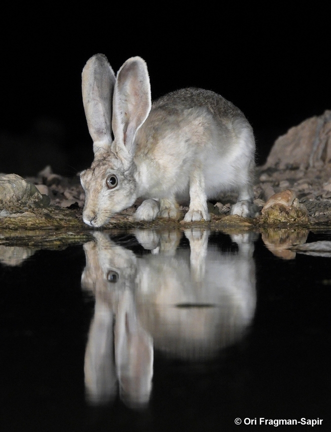 Lepus capensis arabicus ssp. sinaiticus S Israel, W Negev, Ezuz Cape hare,Geotagged,Israel,Lepus capensis,Spring