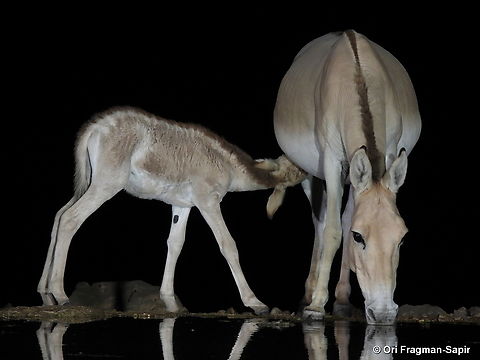 Equus hemionus S Israel, W Negev, Ezuz Equus hemionus,Geotagged,Israel,Onager,Spring
