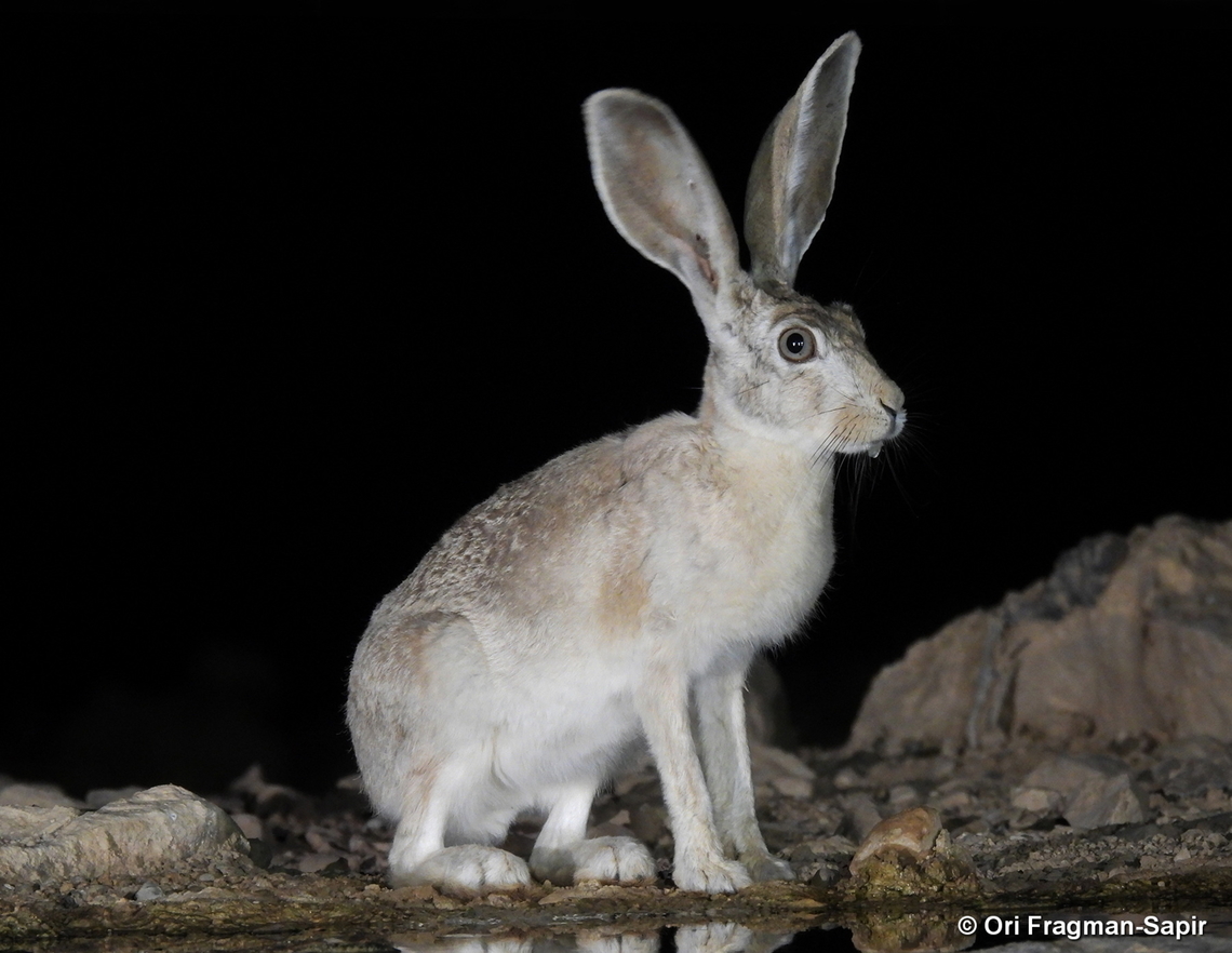Lepus capensis ssp. sinaiticus S Israel, W Negev, Ezuz Cape hare,Geotagged,Israel,Lepus capensis,Spring