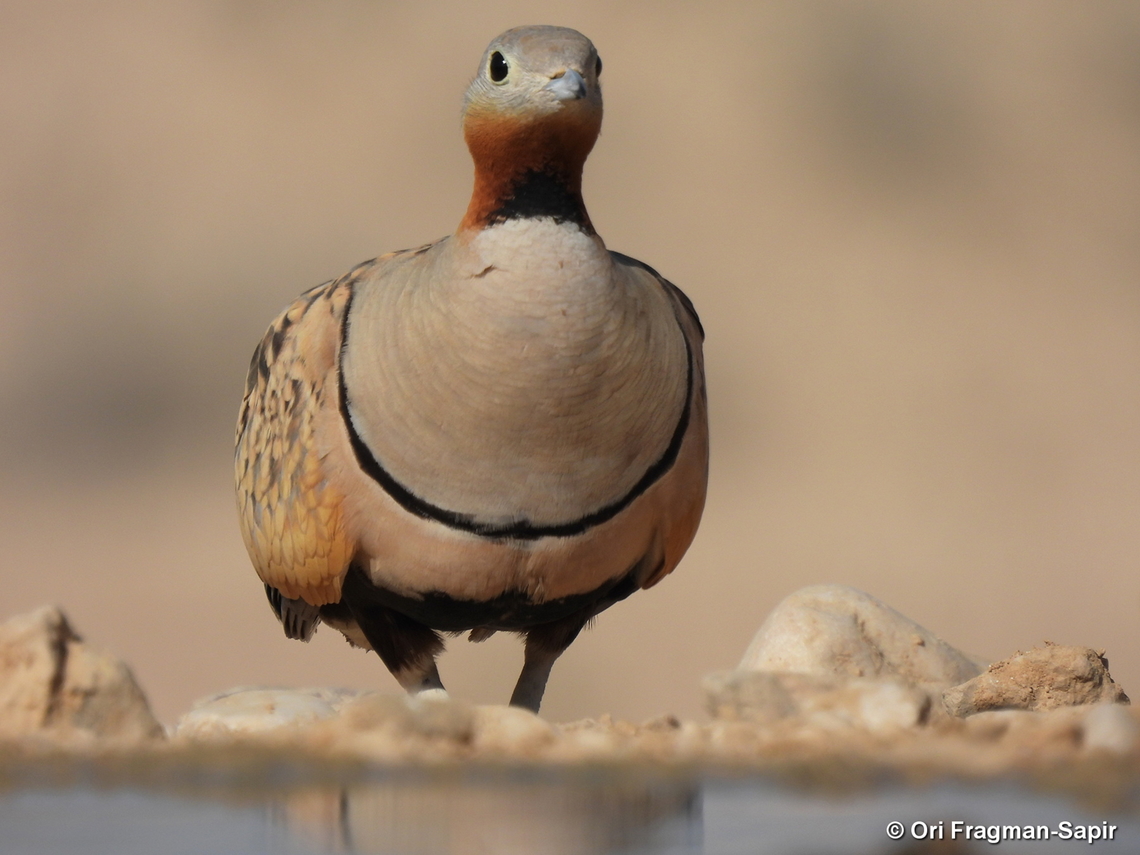 Black-bellied sandgrouse S Israel, W Negev, Ezuz Black-bellied Sandgrouse,Geotagged,Israel,Pterocles orientalis,Spring