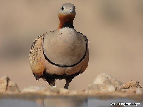 Black-bellied sandgrouse S Israel, W Negev, Ezuz Black-bellied Sandgrouse,Geotagged,Israel,Pterocles orientalis,Spring