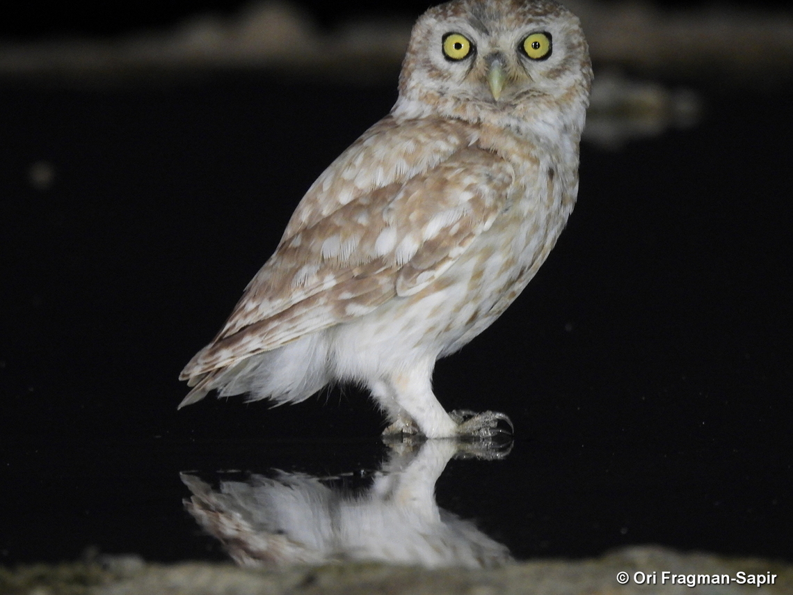 Little owl S Israel, W Negev, Ezuz Athene noctua,Geotagged,Israel,Little  Owl,Spring