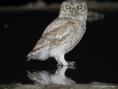 Little owl S Israel, W Negev, Ezuz Athene noctua,Geotagged,Israel,Little  Owl,Spring