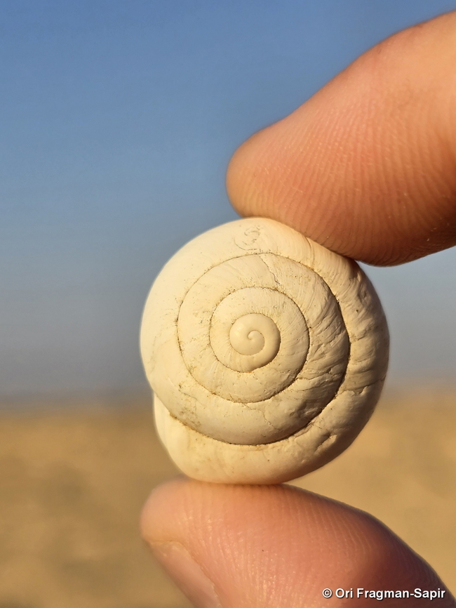 Sphincterochila zonata  Geotagged,Israel,Sphincterochila zonata,Summer