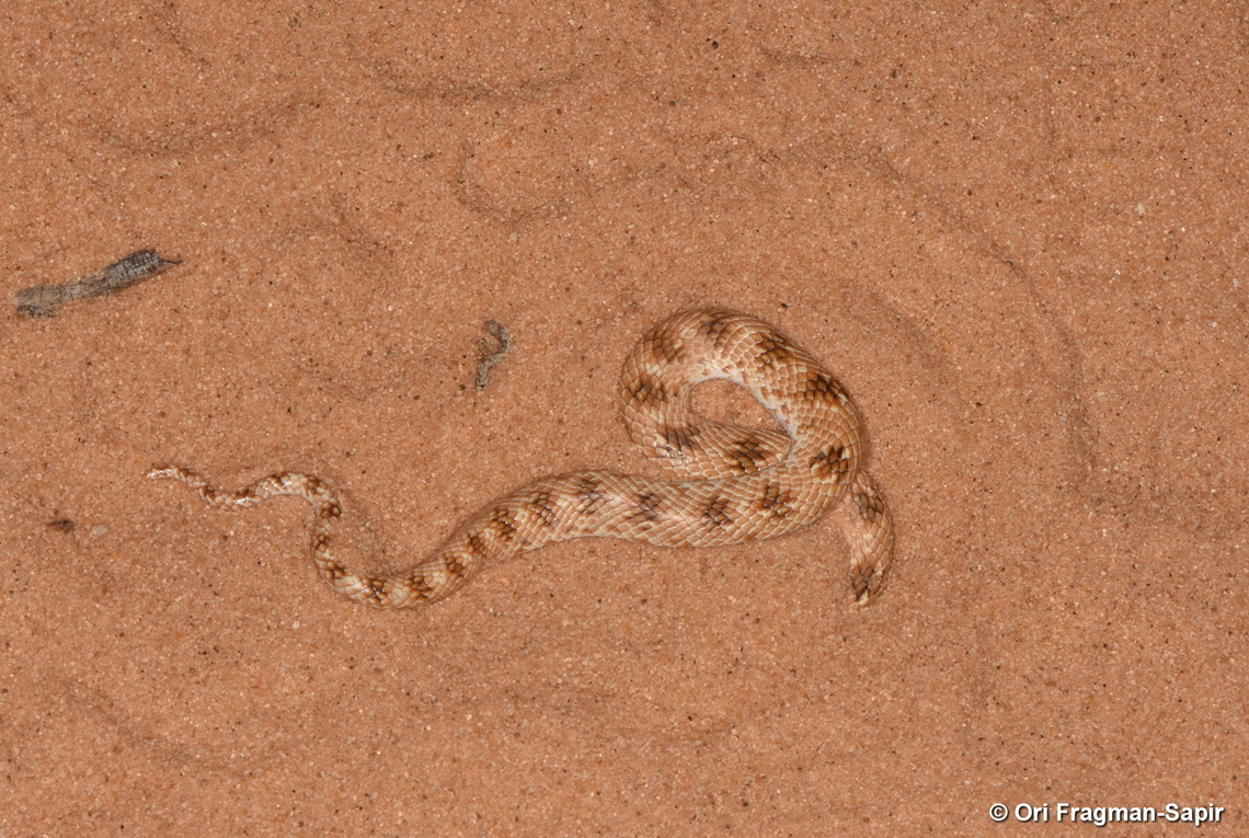 Lytorhynchus diadema  Geotagged,Israel,Lytorhynchus diadema,Summer