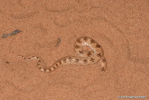 Awl-headed Snake