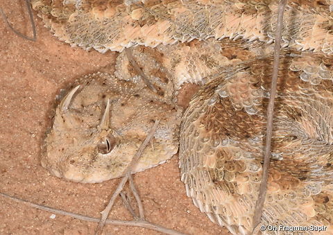 Cerastes cerastes  Cerastes cerastes,Geotagged,Israel,Summer