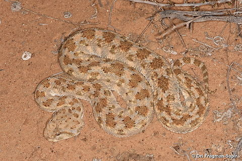 Cerastes cerastes  Cerastes cerastes,Geotagged,Israel,Summer