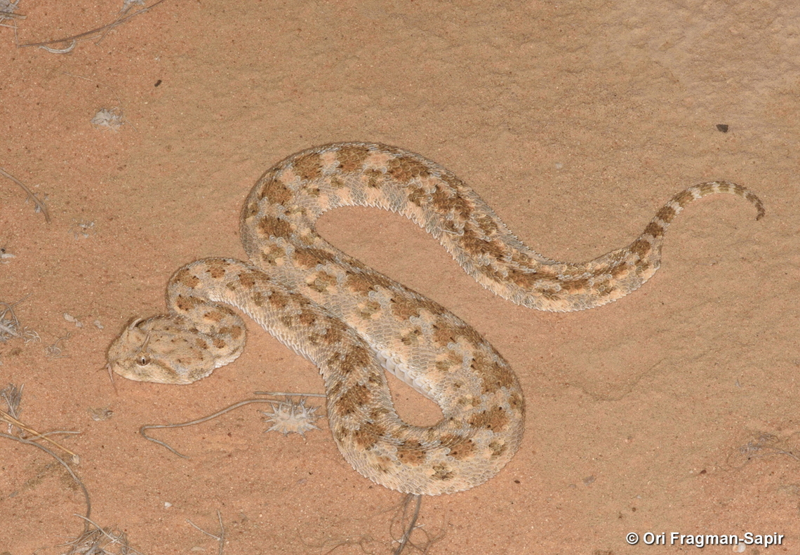 Cerastes cerastes  Cerastes cerastes,Geotagged,Israel,Summer