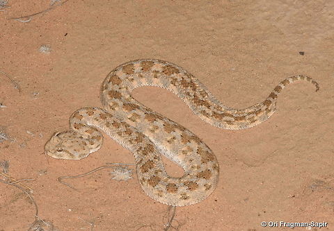 Cerastes cerastes  Cerastes cerastes,Geotagged,Israel,Summer