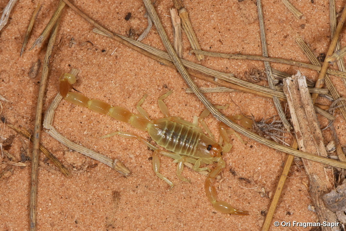 Buthacus nitzani  Buthacus nitzani,Geotagged,Israel,Summer