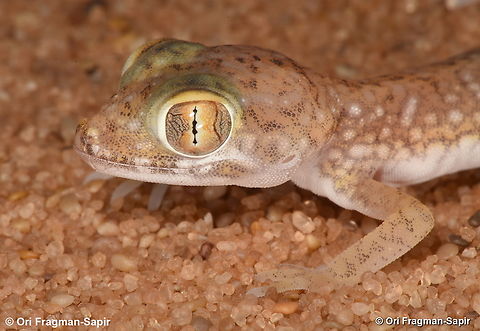 Stenodactylus petrii  Geotagged,Israel,Stenodactylus petrii,Summer