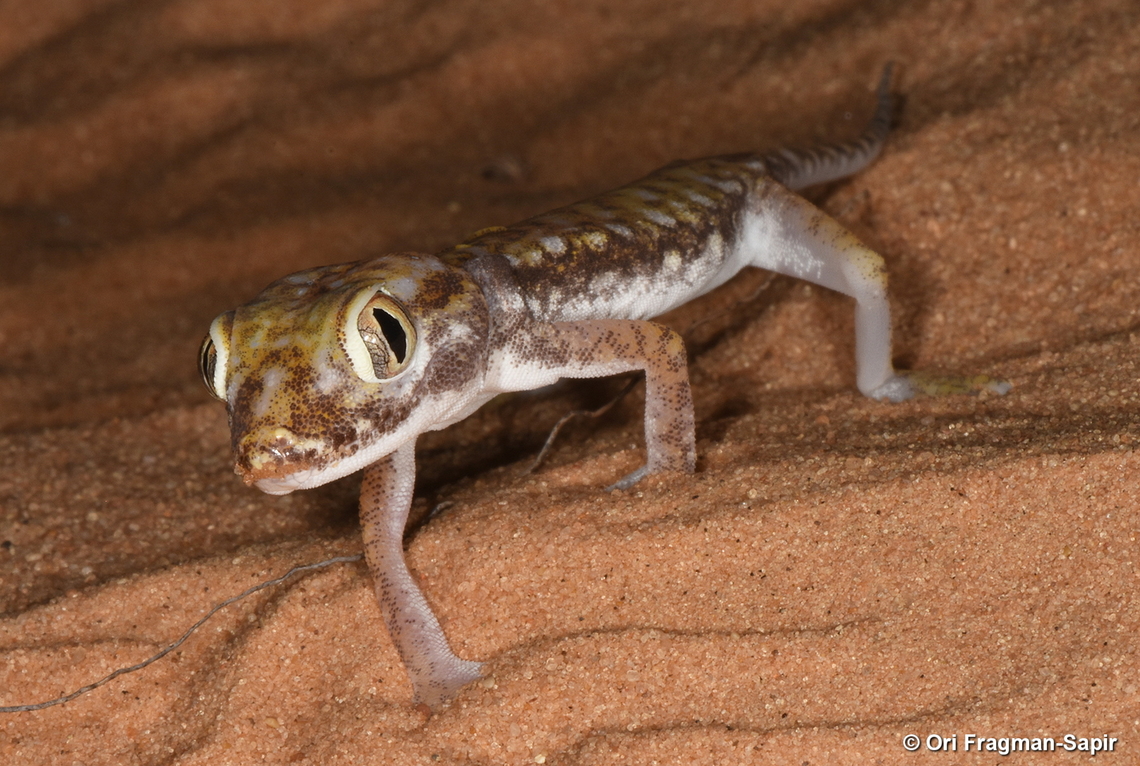 Stenodactylus petrii  Geotagged,Israel,Stenodactylus petrii,Summer