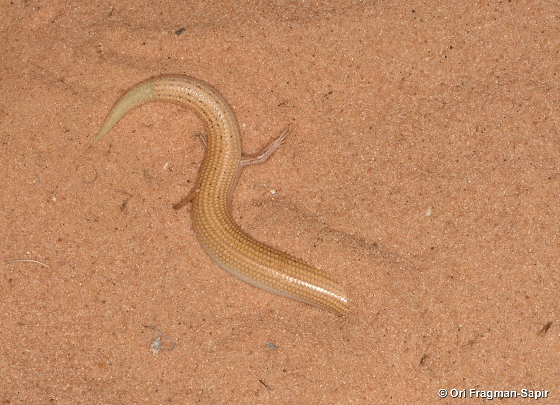 Chalcides sepsoides  Chalcides sepsoides,Geotagged,Israel,Summer,Wedge-snouted skink