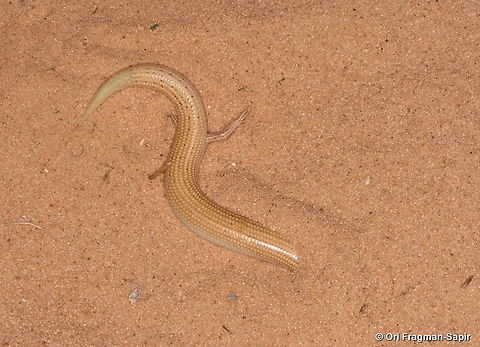 Chalcides sepsoides  Chalcides sepsoides,Geotagged,Israel,Summer,Wedge-snouted skink