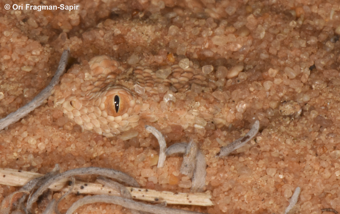 Cerastes vipera  Cerastes vipera,Geotagged,Israel,Summer
