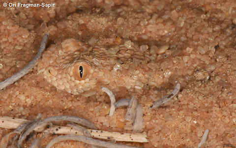 Cerastes vipera  Cerastes vipera,Geotagged,Israel,Summer