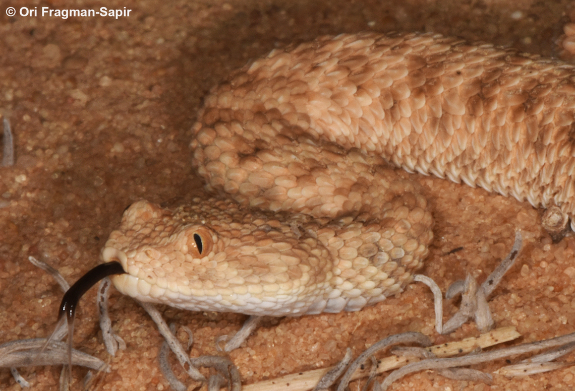 Cerastes vipera  Cerastes vipera,Geotagged,Israel,Summer