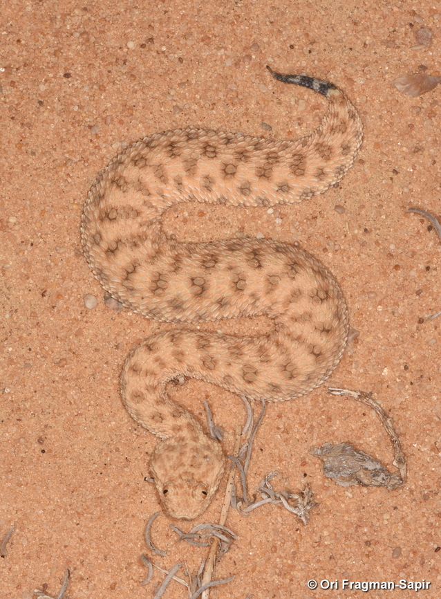 Cerastes vipera  Cerastes vipera,Geotagged,Israel,Summer