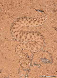 Cerastes vipera  Cerastes vipera,Geotagged,Israel,Summer