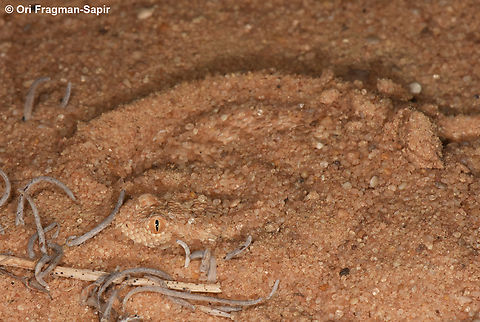 Cerastes vipera  Cerastes vipera,Geotagged,Israel,Summer