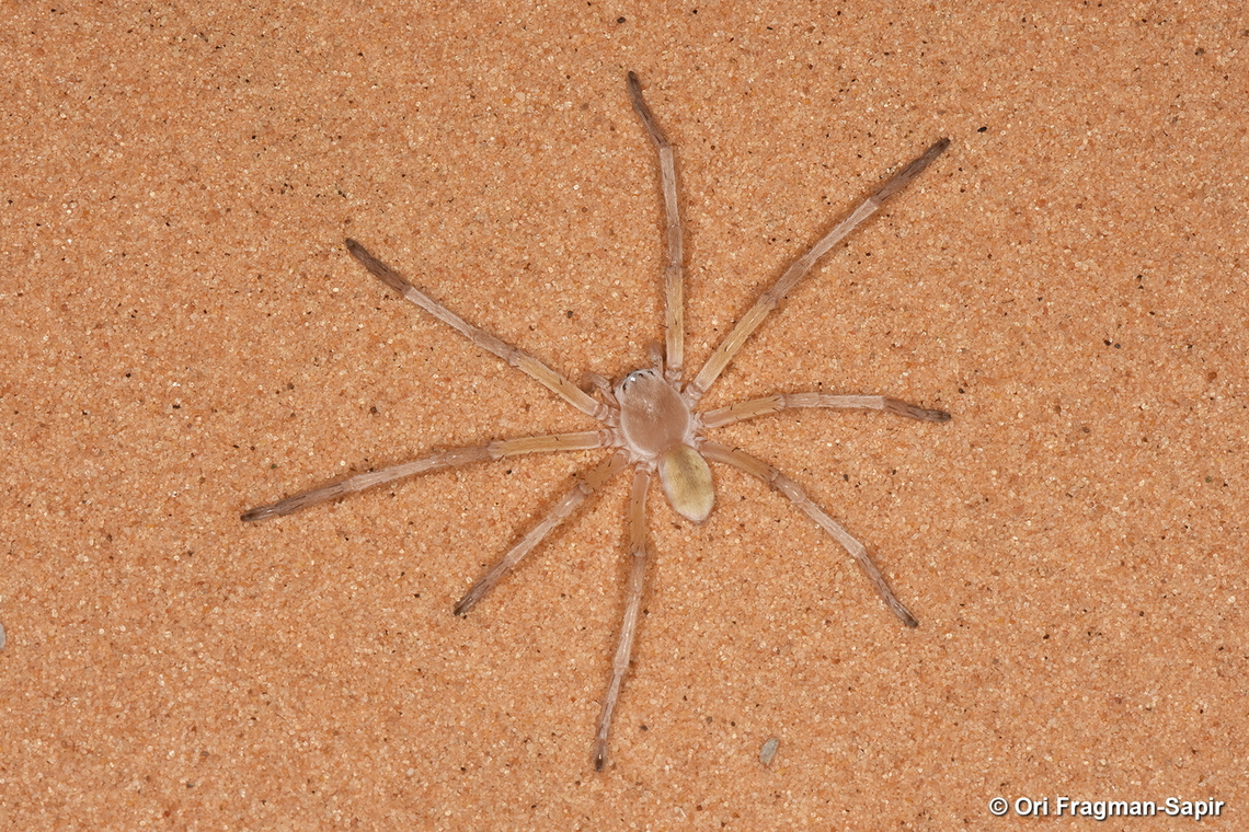 Cerbalus psammodes Cerbalus psammodes Cerbalus psammodes,Geotagged,Israel,Summer