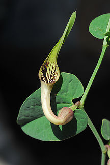 Aristolochia parvifolia Mt Hermon, above Majdal Shams, 1250 m. Aristolochia parvifolia,Geotagged,Spring