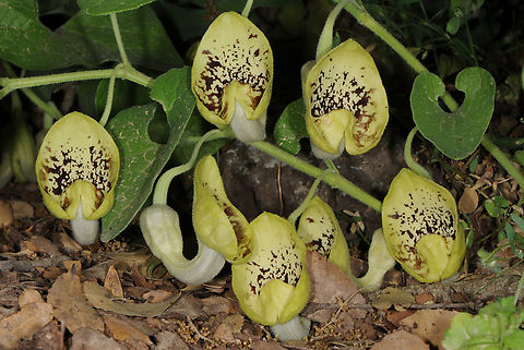 Aristolochia paecilantha N Golan Heights, Masade Forest Aristolochia paecilantha,Geotagged,Party-colored birthwort,Spring