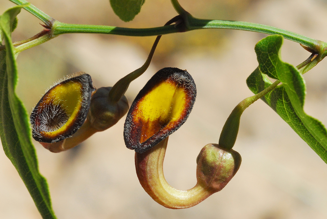 Aristolochia sempervirens Mt Hermon, above Busheri monument, 1800m Aristolochia sempervirens,Geotagged,Summer