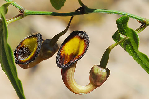 Aristolochia sempervirens Mt Hermon, above Busheri monument, 1800m Aristolochia sempervirens,Geotagged,Summer