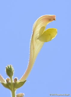 Scutellaria tomentosa Mt Hermon, Har Shalhavit, 1850 m. Geotagged,Scutellaria tomentosa,Spring