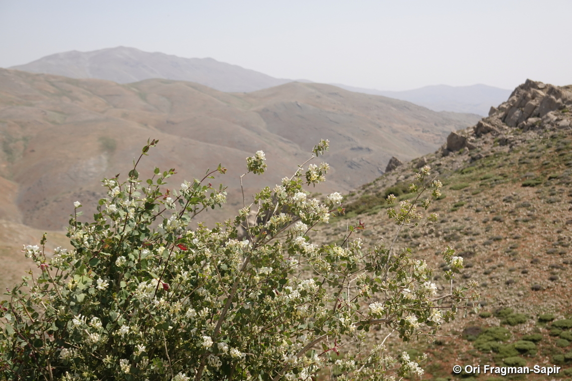 Lonicera nummulariifolia S Hermon, Duvdevan Ridge, 2150 m. Geotagged,Lonicera nummulariifolia,Spring