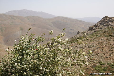 Lonicera nummulariifolia S Hermon, Duvdevan Ridge, 2150 m. Geotagged,Lonicera nummulariifolia,Spring
